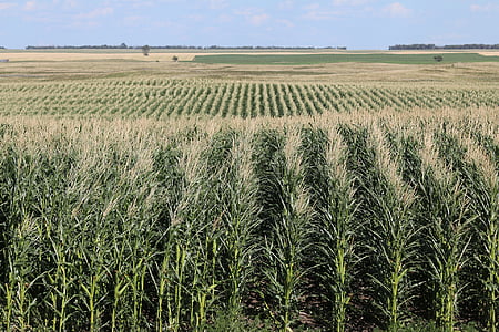 pole, kukurydza, gospodarstwa, Rolnictwo, żniwa, Rolnictwo, gruntów