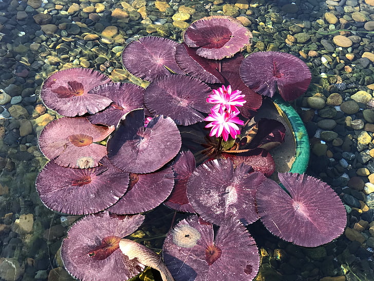 Lotus, l'aigua, Rosa lotus