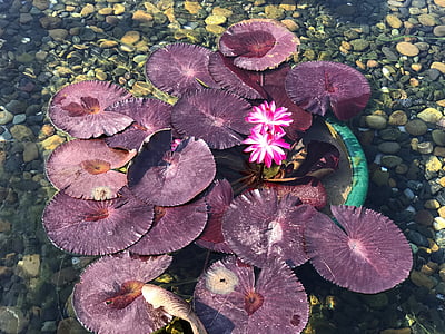 Lotus, ūdens, rozā lotus