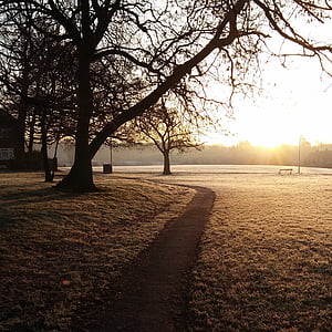Frost, morgen, frisk, utendørs, Park, treet, natur