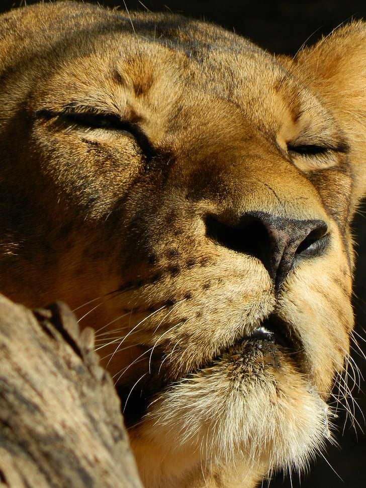 Leo, Sovande lejoninna, bestar, ett djur, djura huvud, djur kroppsdel, djur teman