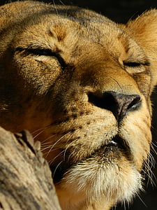 Leo, nukkuva naarasleijona, pedot, yksi eläin, eläimen pään, eläinten kehon osa, eläinten Teemat