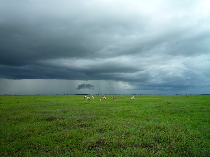 ливада, едър рогат добитък, бурен, мътен, облаците, времето, ферма