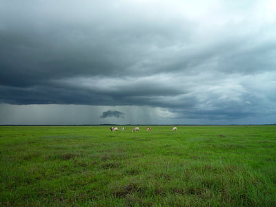 Луг, крупный рогатый скот, бурные, Облачно, облака, Погода, ферма