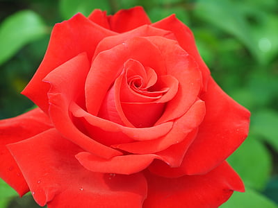color de rosa, rojo, flor, floración, Floribunda, planta, flor color de rosa