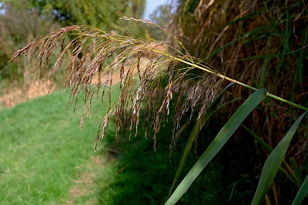 Reed, Herbst, Erhaltung der Natur, in der Nähe