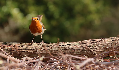 Robin, zahradní pták, pták, zahrada, Příroda, volně žijící zvířata, červená