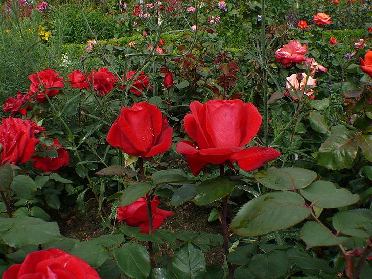 rosor, röd, Blossom, Bloom, rosblom, Anläggningen, Valentine