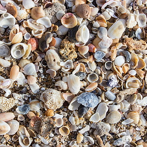 mussels, beach, shells, sea, mussel shells, decoration, texture