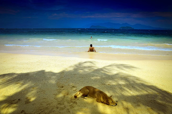 cień parker, Tajlandia, South sea, piękna plaża, Turystyka, wakacje, palmy