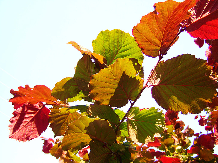 Hazel, kleurrijke bladeren, natuur