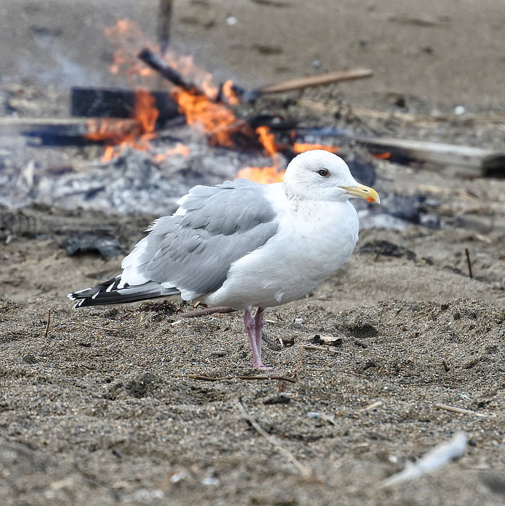 animal, Playa, gull del mar, Seagull, aves marinas, animal salvaje, natural