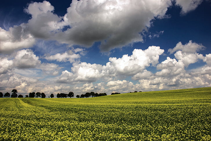 landscape, field, clouds, nature, earth, trees, agriculture