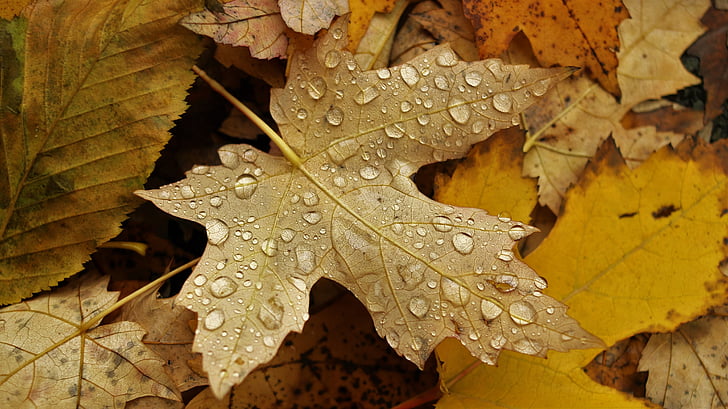 efterår, maple leaf, gule blade, blad, natur, sæson, gul