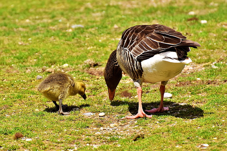 goose, goslings, wildlife photography, young bird, animal world, nature, plumage