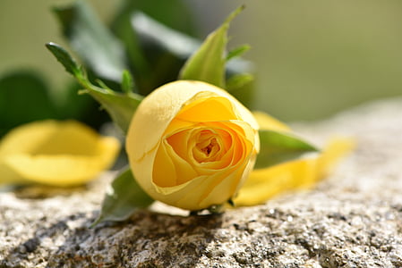 τριαντάφυλλο, Κίτρινο, λουλούδι, άνθος, άνθιση, κλειστό, schnittblume