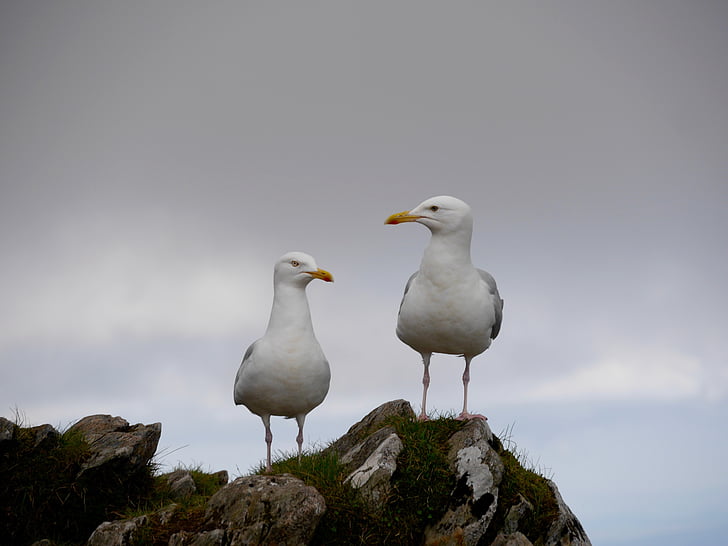 seagulls, wales, sky, mountains, outdoors, rock - object, day