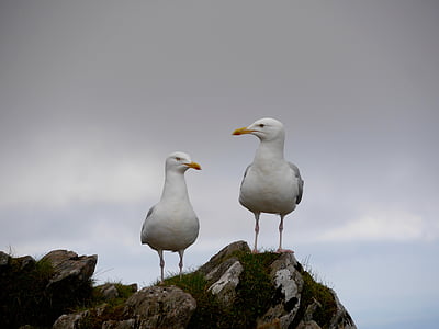 Seagulls, Wales, taevas, mäed, Õues, Rock - objekti, päev