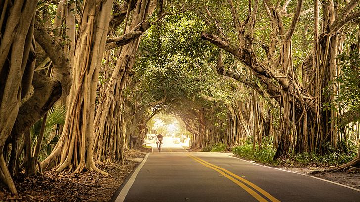 road, cyclist, trees, overhanging, banyan, bicycle, cycling