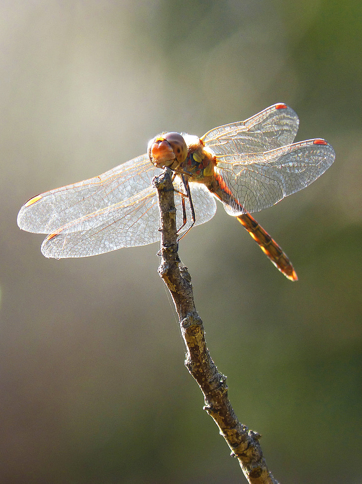 dragonfly, wings, backlight, insect, libellulidae, branch, nature