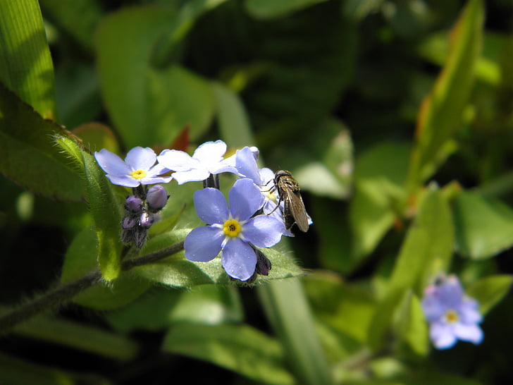terbang, serangga, Lupakan aku tidak, biru bunga, lupa saya tidak, Boraginaceae, tanaman hias