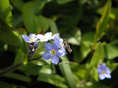 volar, insecte, no m'oblidis, flor de color blau, oblidar el meu no, Boraginàcia, planta ornamental