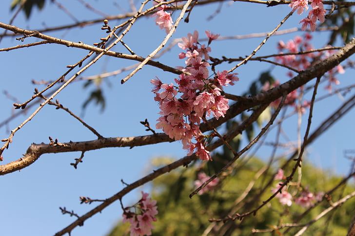 zu lai temple, cereja, árvore, flores, Verão, Primavera