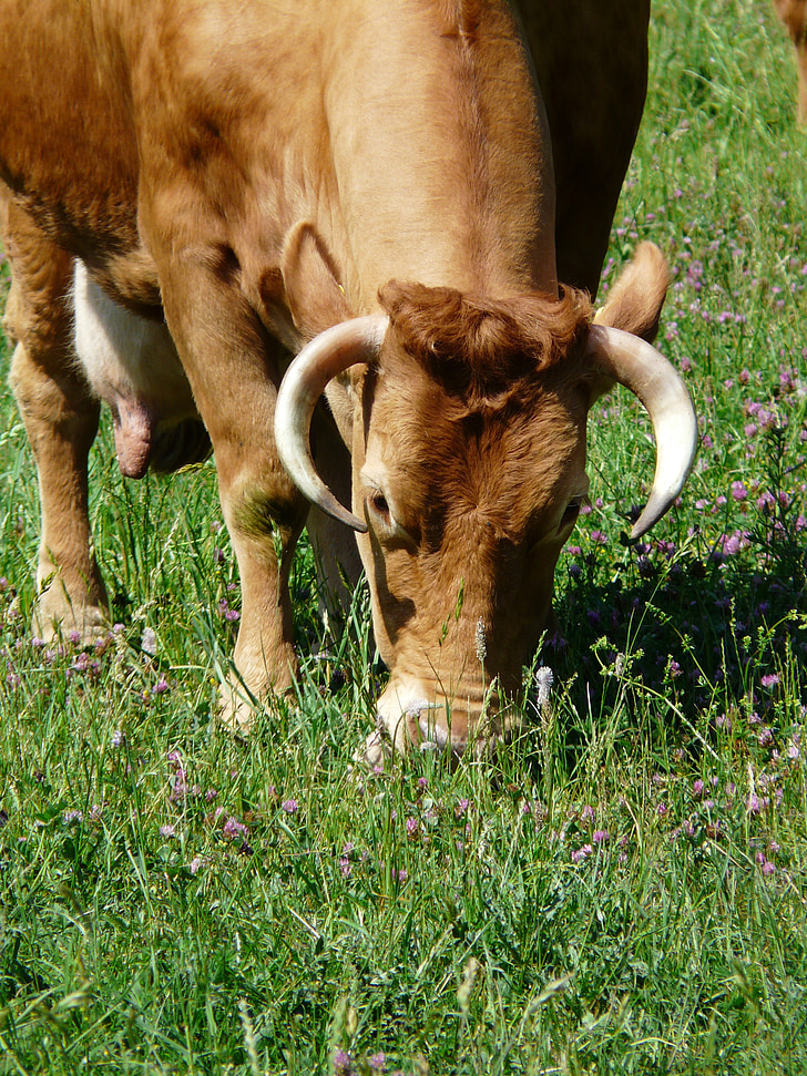 ko, græsser, dyr, væsen, kvæg, Horn, indenlandske kvæg