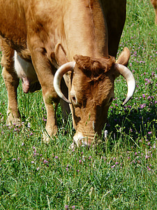 牛, 放牧, 動物, クリーチャー, 牛, 角, 国内の牛