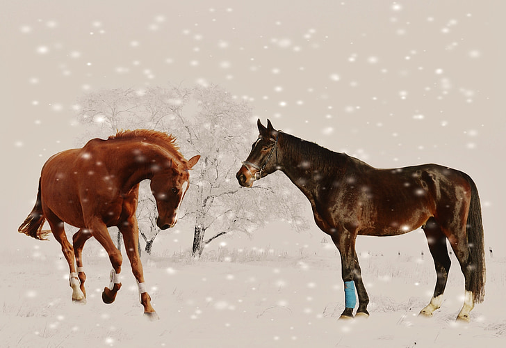 hiver, chevaux, jouer, neige, animal, nature, paysage de neige