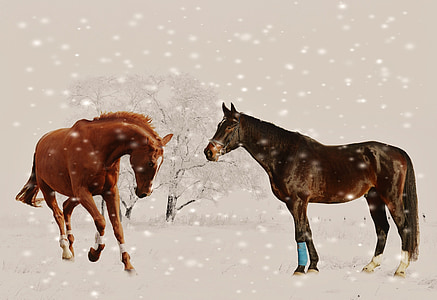 Vinter, hester, spill, snø, dyr, natur, snø landskap