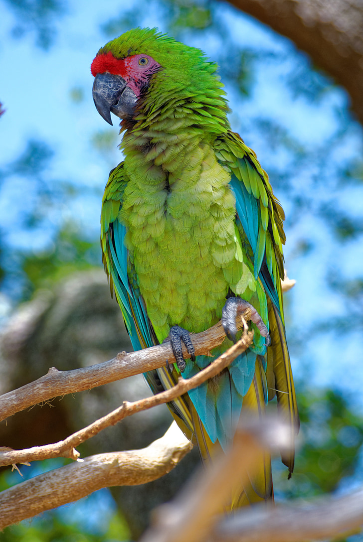 perroquet, plumes, perche, bec, couleurs, faune, oiseau