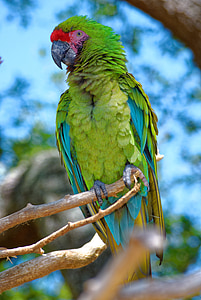 perroquet, plumes, perche, bec, couleurs, faune, oiseau