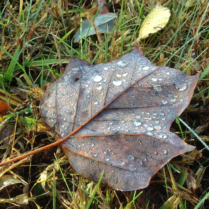 blad, blade, efterår, falder, dug, regndråber, poppel