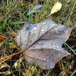 leaf, leaves, autumn, fall, dew, raindrops, poplar