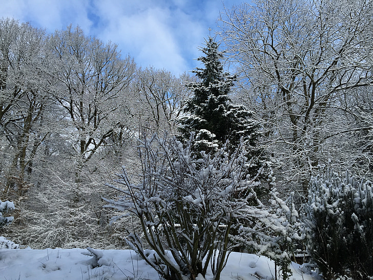 vinter, landskap, Winter forest, snö, träd, vintrig, snöig