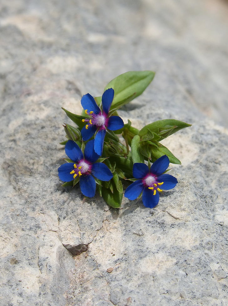 bunga, bunga liar, biru bunga, kecil