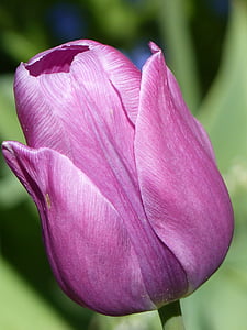 Tulip, blomst, lilla, forår, haven, grøn, løg