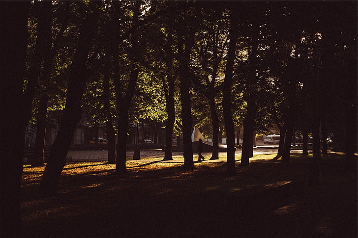 trees, park, urban, silhouettes, nature, dark, shadows