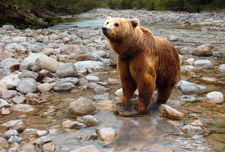 ours, Predator, dangereuses, eau, pierres, nature sauvage, rivière