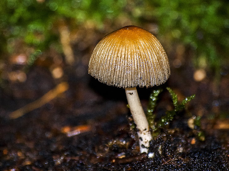 Pilz, Wald, Herbst, Natur