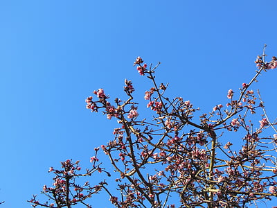 皇帝の低木, virburnum farreri, 冬の開花, ピンク, 低木, 花, 自然