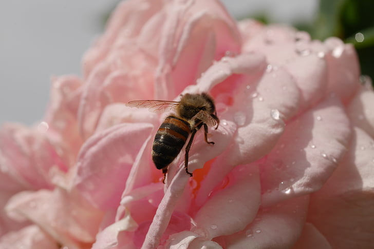 levantou-se, -de-rosa, abelha, natureza, macro, flor, pétala