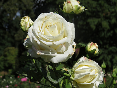 Rosa, flor, Parc, jardí, blanc, planta, l'aire lliure