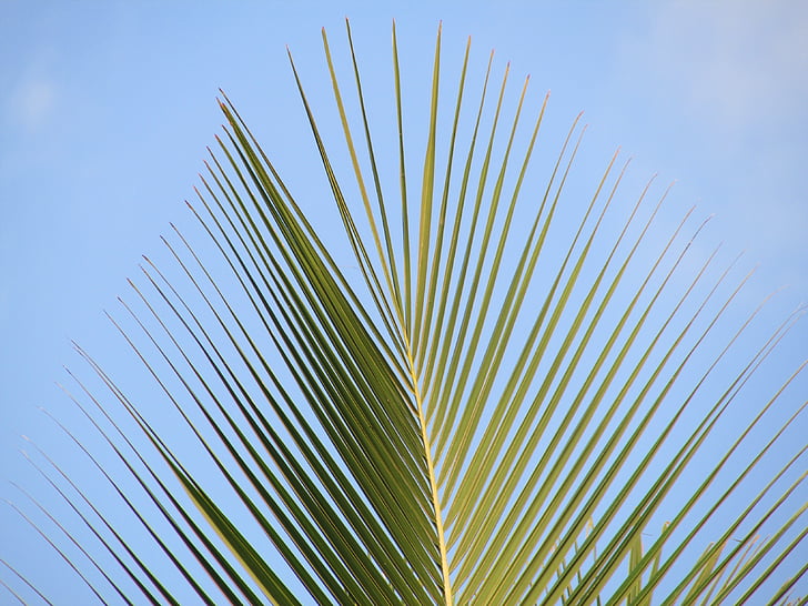 Palm, palmu lapu, kokosriekstu koks, filiāle, dharwad, Indija
