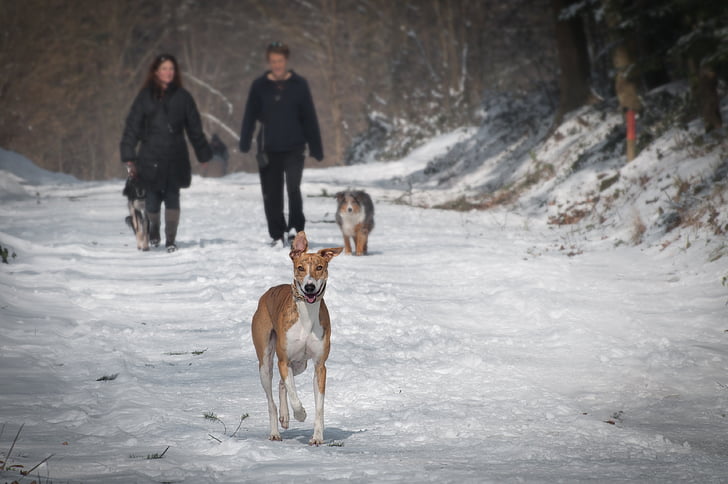 Животные, холодная, пара, собаки, на открытом воздухе, Домашние животные, снег