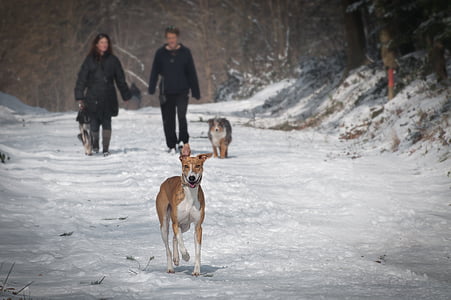 สัตว์, เย็น, คู่, สุนัข, กิจกรรมกลางแจ้ง, สัตว์เลี้ยง, หิมะ