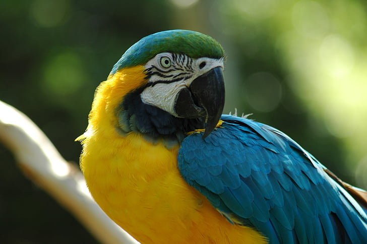 Guacamai, animal de companyia, aviària, ocell, tropical, animal, Lloro