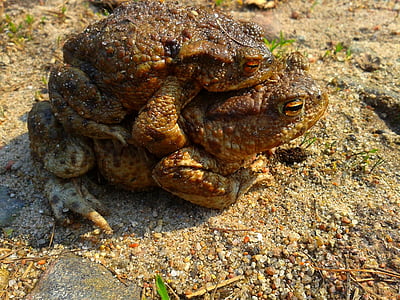 a toad, ampleksus, nature, the frog, animal, amphibian, mating