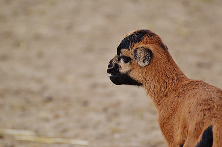 овцы, Wildpark Пойнг, возрождается, молодых животных, новорожденный, мило, Животный мир